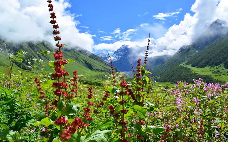 best time to visit the valley of flowers