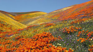 Valley of Flowers Best Time to Visit