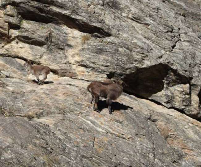 rarewildlifeseeninvalleyofflowers The Valley of Flowers