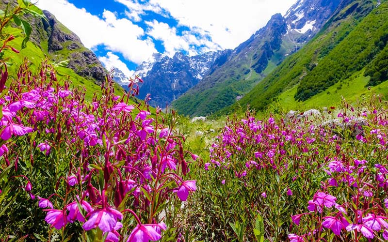 Valley of Flowers from Govindghat