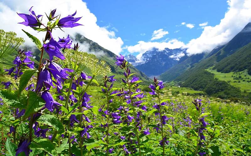 Valley of Flowers with Auli